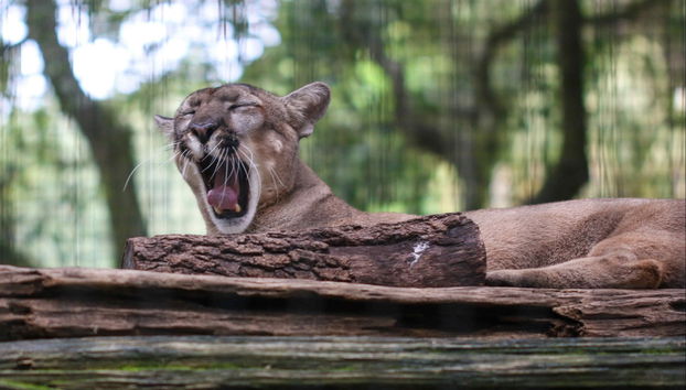 Entrada al Zoo de Tampa + Acuario de Florida - Foto 5