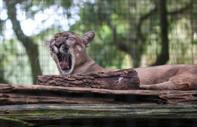 Entrada al Zoo de Tampa + Acuario de Florida - Foto 5