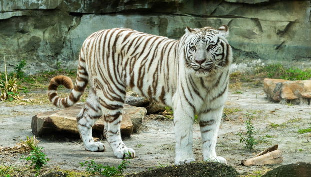 Entrada al Zoo de Tampa + Acuario de Florida - Foto 2