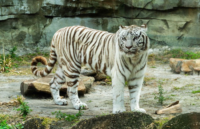 Entrada al Zoo de Tampa + Acuario de Florida - Foto 2