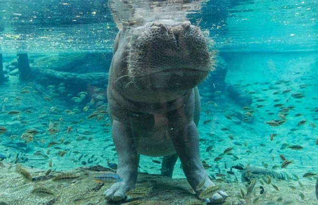 Entrada al Zoo de Tampa + Acuario de Florida - Foto 1