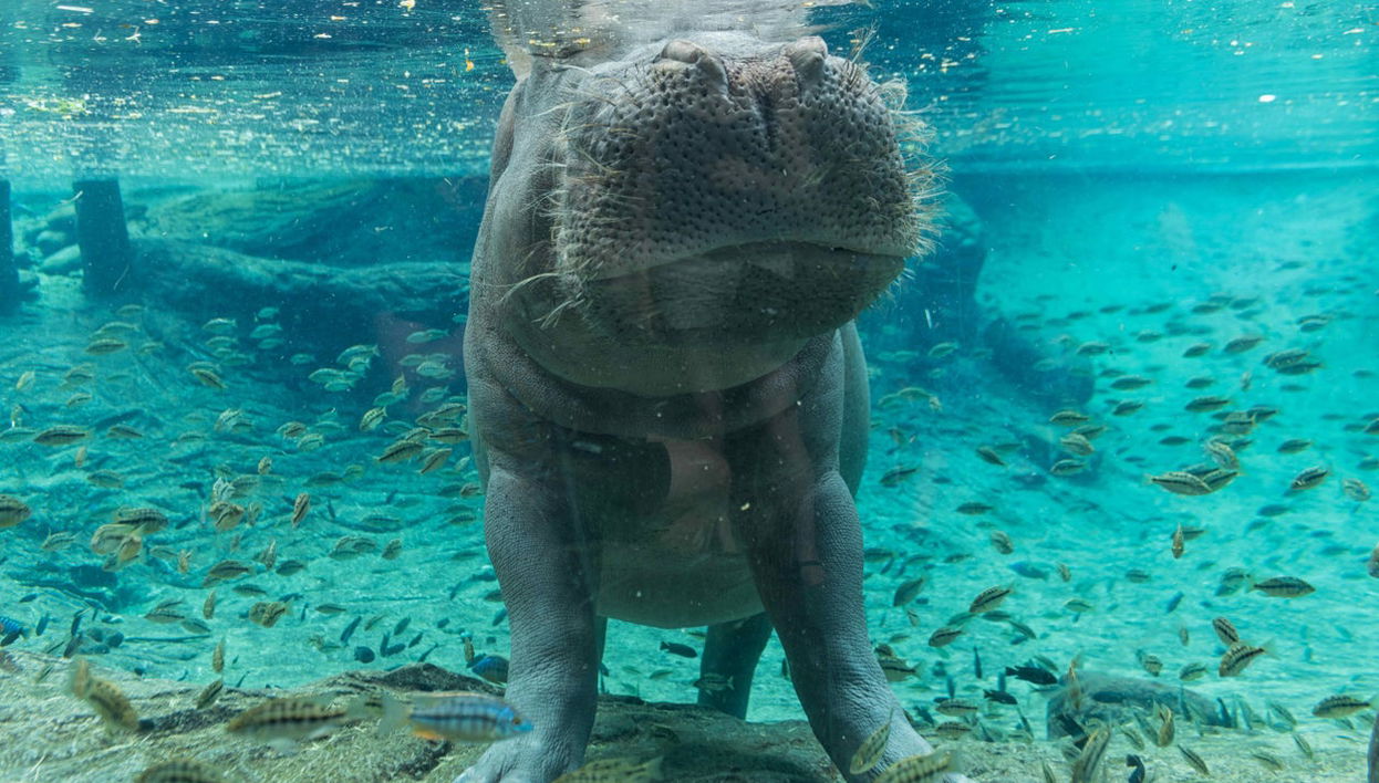 Entrada al Zoo de Tampa + Acuario de Florida - Foto 1