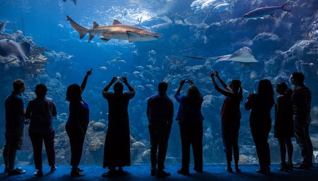 Entrada al Zoo de Tampa + Acuario de Florida - Foto 3