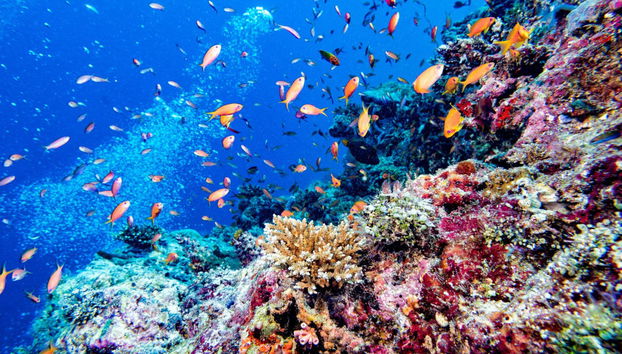 Scuba Diving in Maafushi - Foto 2