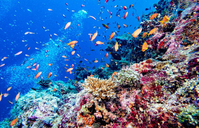 Buceo en Maafushi - Foto 2