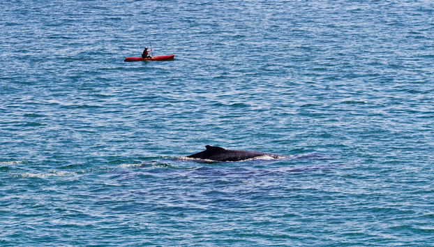 Tour en kayak por Byron Bay - Foto 4