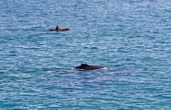 Tour en kayak por Byron Bay - Foto 4