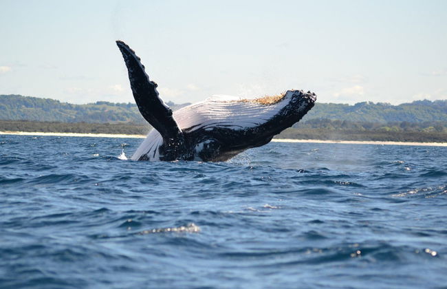 Tour en kayak por Byron Bay - Foto 1