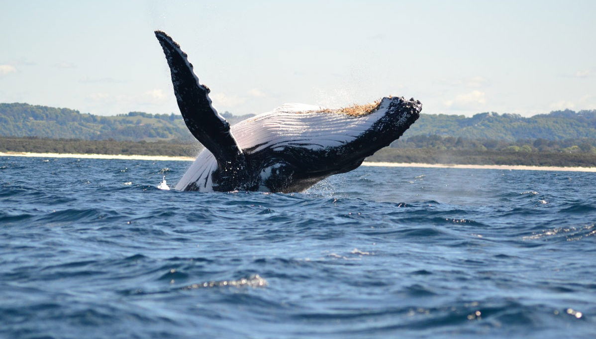 Tour en kayak por Byron Bay - Foto 1