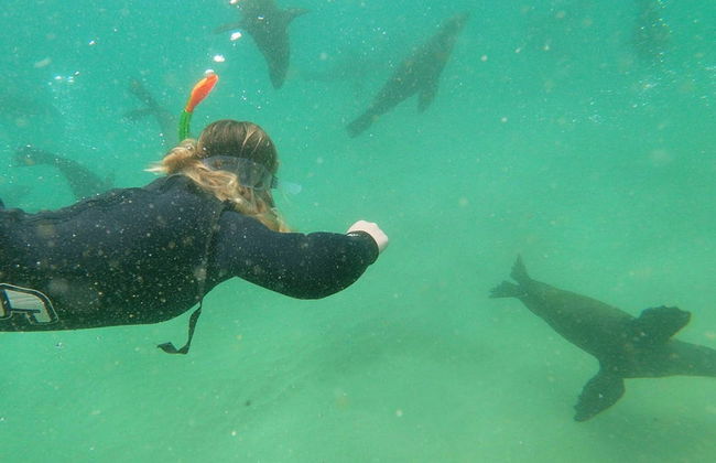 Nado con leones marinos en Plettenberg Bay - Foto 6