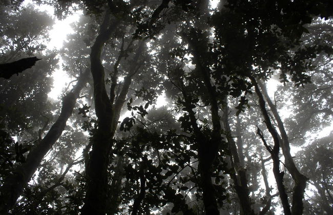 Fray Jorge National Park Trip - Photo 5
