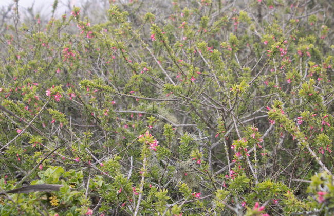 Fray Jorge National Park Trip - Photo 2