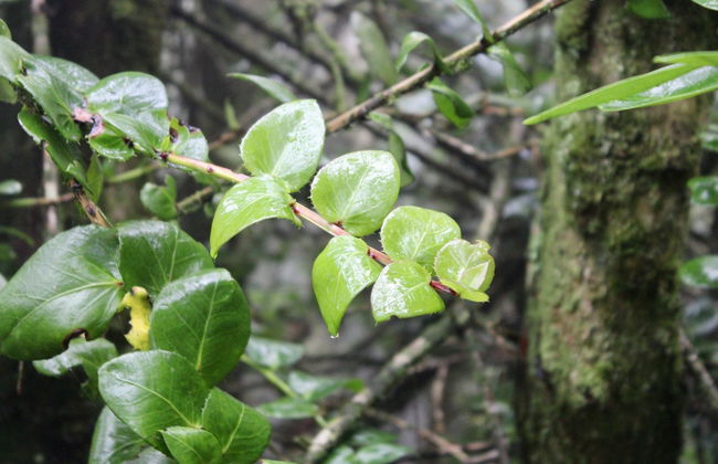 Fray Jorge National Park Trip - Photo 4