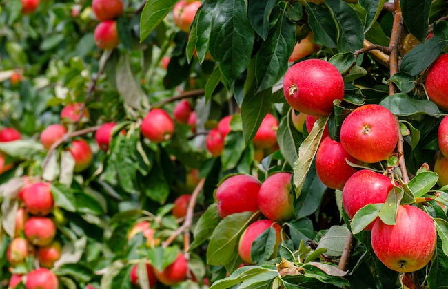 Tour de la manzana de São Joaquim - Foto 7