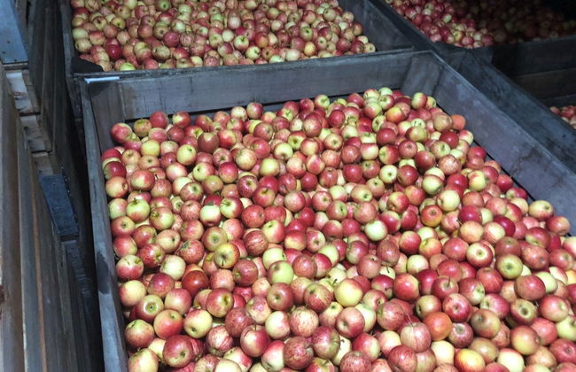 Tour de la manzana de São Joaquim - Foto 3