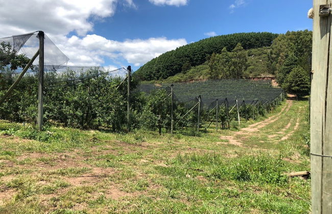 Tour de la manzana de São Joaquim - Foto 4