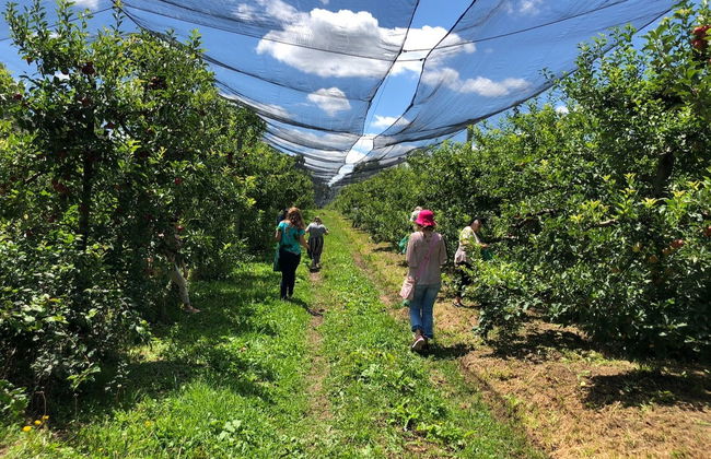 Tour de la manzana de São Joaquim - Foto 6