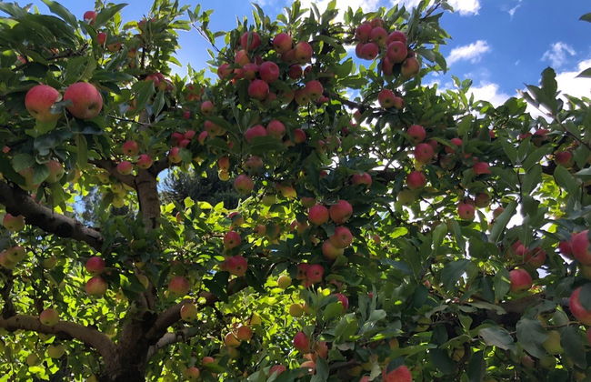 Tour de la manzana de São Joaquim - Foto 2