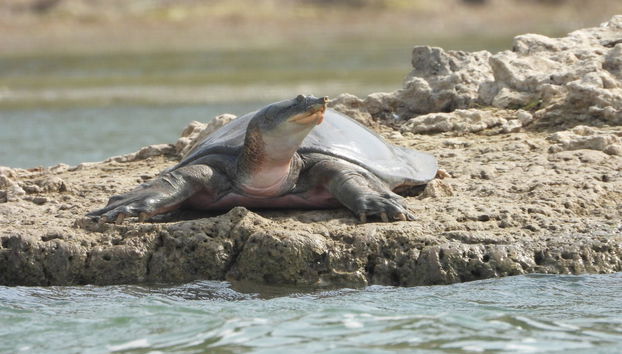 Safari por el valle del Chambal - Foto 5