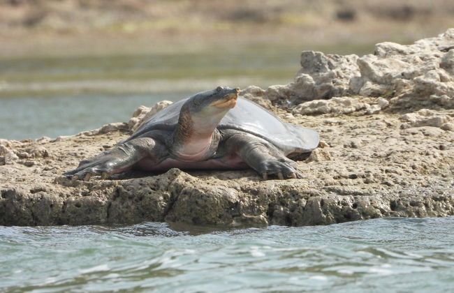Safari por el valle del Chambal - Foto 5