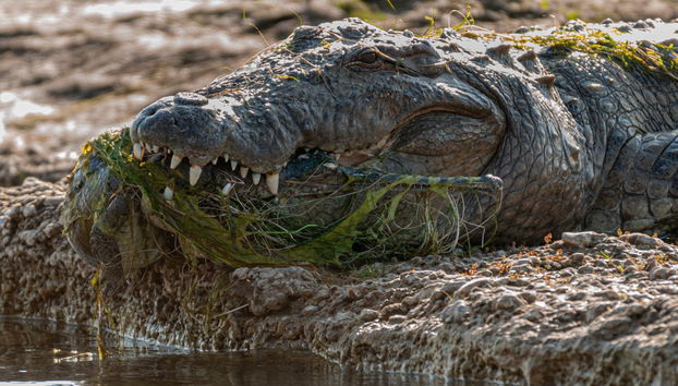 Safari por el valle del Chambal - Foto 2