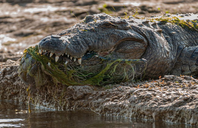 Safari por el valle del Chambal - Foto 2
