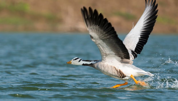 Safari por el valle del Chambal - Foto 3