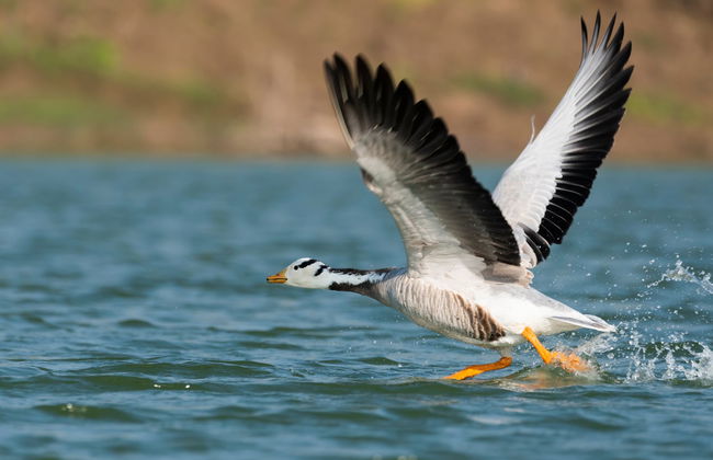 Safari por el valle del Chambal - Foto 3