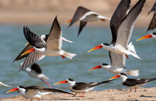 Safari por el valle del Chambal - Foto 1