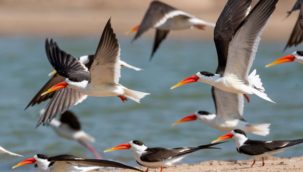 Safari por el valle del Chambal - Foto 1