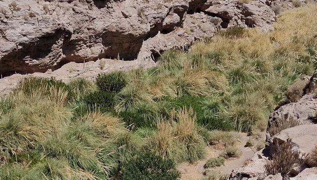 Puritama River Gorge Hiking Tour - Foto 5