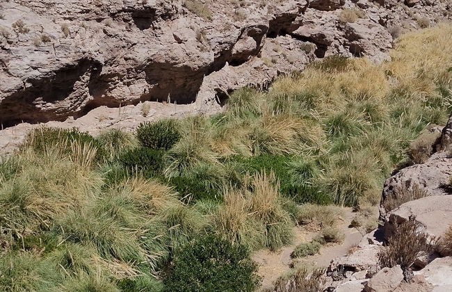Senderismo por la quebrada del río Puritama - Foto 2