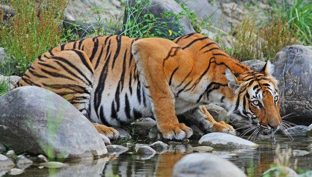 Chitwan National Park 2 Day Trip - Photo 2