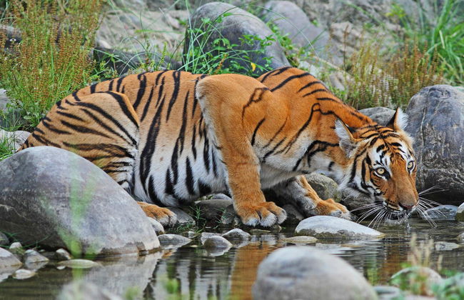 Chitwan National Park 2 Day Trip - Photo 2