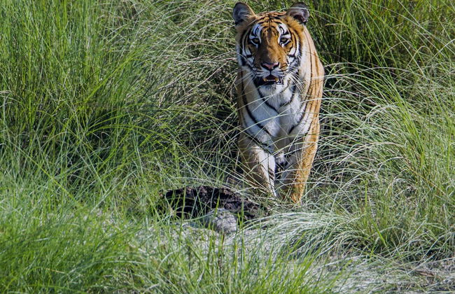 Excursión de 2 días al Parque Nacional de Chitwan - Foto 2