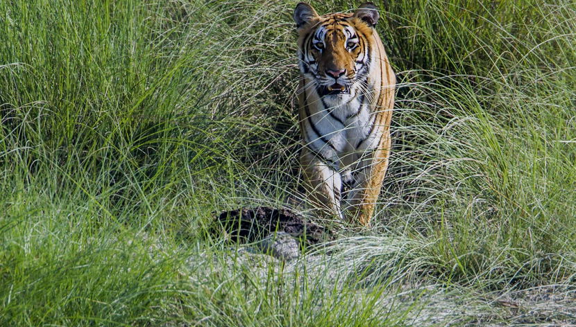 Excursión de 2 días al Parque Nacional de Chitwan - Foto 3