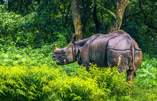 Chitwan National Park 2 Day Trip - Photo 1