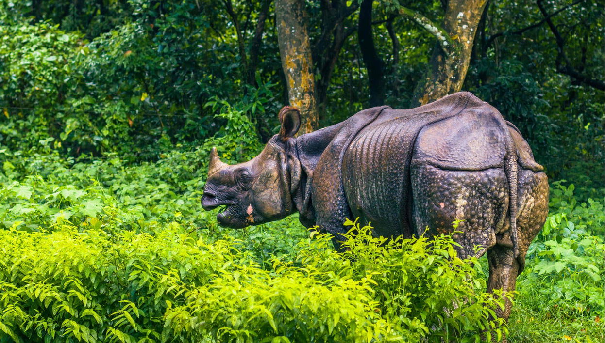 Chitwan National Park 2 Day Trip - Photo 1