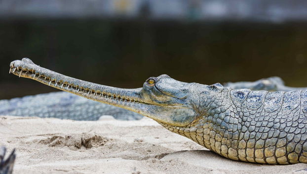 Chitwan National Park 2 Day Trip - Photo 5