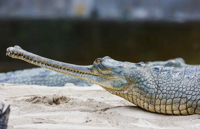 Chitwan National Park 2 Day Trip - Photo 5