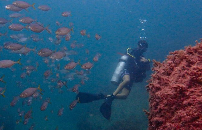 Curso de buceo NAUI Open Water en Ilhabela - Foto 3