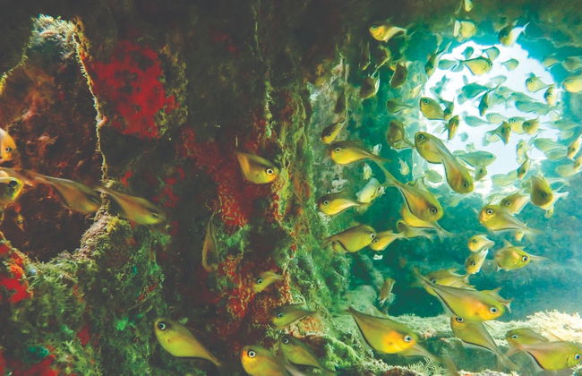 Buceo en los naufragios de Ilhabela - Foto 5