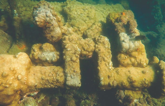 Buceo en los naufragios de Ilhabela - Foto 2