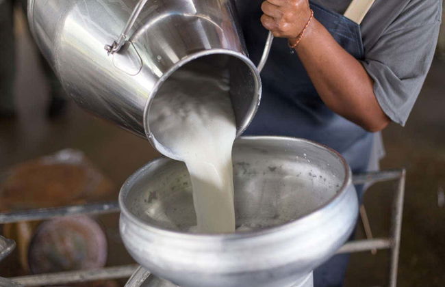Cheese & Yoghurt Workshop in Puerto Inca - Foto 4