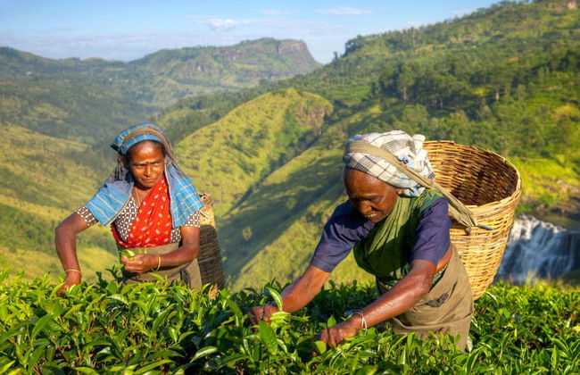 Tour de 8 días por lo mejor de Sri Lanka - Foto 1
