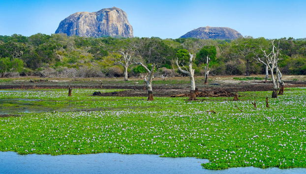 Sri Lanka 8-Day Tour - Foto 2