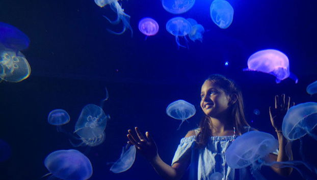 Medusarium de Palma Aquarium