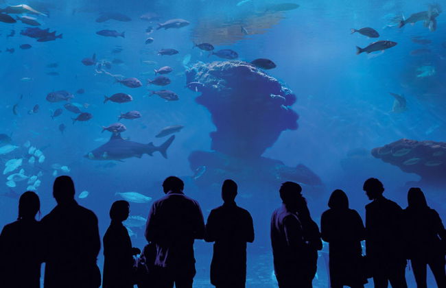 Entrada a Palma Aquarium - Foto 1