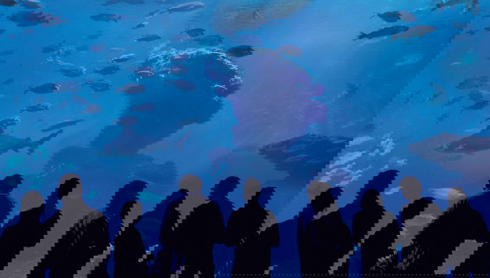 Entrada a Palma Aquarium - Foto 1