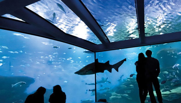 Entrada a Palma Aquarium - Foto 3